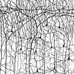 dendrites - neurons.jpg