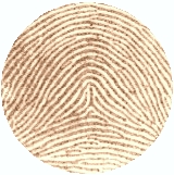 Tented Arch Fingerprint
