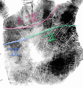 Sydney Line Illustrated